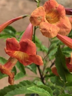 ต้นทองอุไร สีแดง-ส้ม สูง 20-35 ซ.ม. / ต้น