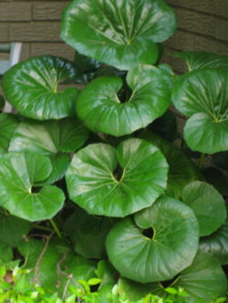 เสือดาว ใบใหญ่พิเศษ (Leopard plant) / 5 เม็ด (Malta)