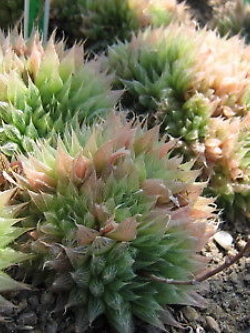 ฮาโวเทีย Haworthia pilifera cooperi / 100 เม็ด