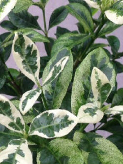 ต้นพุดซ้อนใบด่าง สูง 50-70 ซ.ม. / ต้น