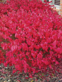 สปินเดิล (Spindle / Euonymus alatus) / 50 เม็ด (Russia)