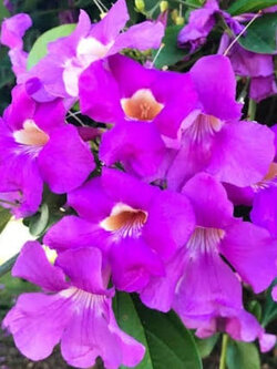ต้นม่วงมณีรัตน์ หรือ บานบุรีสีม่วง purple begonia สูง 100-120 ซ.ม. / ต้น