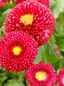 อิงลิช เดซี่ (English Daisy) สีแดง ดอกใหญ่ / 500 เม็ด (UK)