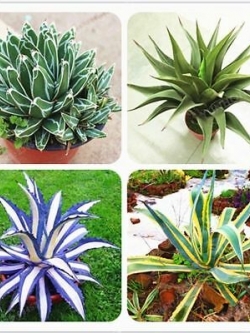 อะกาเว่ อเมริกานา (Agave Americana) คละ / 50 เม็ด