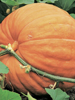 ฟักทองยักษ์ (Giant pumpkin) / 5 เม็ด (China)