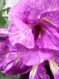 อัญชัน สีม่วง อมชมพู ซ้อน / 10 เม็ด (ไทย)