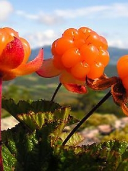 คลาวด์เบอรี่ (Cloudberry) / 10 เม็ด (นอก)