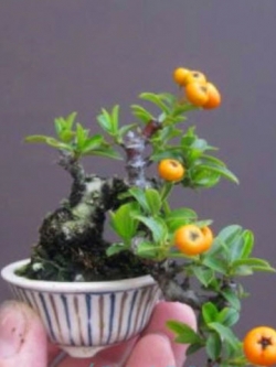 ส้มบอนไซ / 10 เม็ด (หายาก)