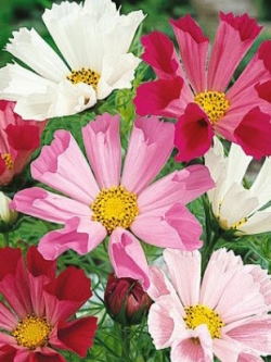 ดาวกระจาย ซี เชลล์ (Cosmos Sea Shells) / 100 เม็ด