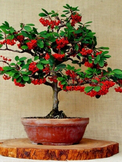 กาแฟอาราบิก้าบอนไซ / 10 เม็ด (นอก)