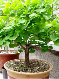 แปะก๊วย บอนไซ (Ginkgo Biloba) / 5 เม็ด (China)