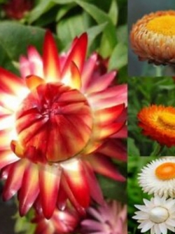 ดอกกระดาษ / บานไม่รู้โรยฝรั่ง (Straw Flower) คละ / 1,400 เม็ด (นอก)