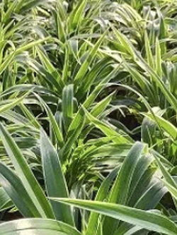 ต้นซุ้มกระต่ายเขียว หรือเศรษฐีเรือนนอก กระถาง 4 นิ้ว