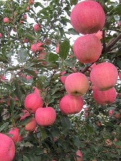 แอปเปิ้ล (Apple) / 20 เม็ด