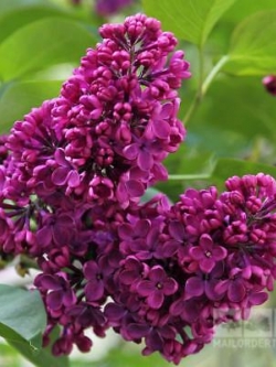 ไลแลคญี่ปุ่น (Japanese Lilac) สีชมพู / 50 เม็ด (นอก)