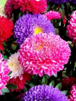 แอสเตอร์จีน - ปริ้นซลีย์ มิกซ์ (China Aster - Princely mix) / 450 เม็ด (UK)