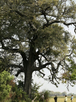 แบล็ควูด หรือ อัฟริกันแบล็ควูด (African Blackwood) / 5 เม็ด (Portugal)*