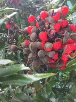 โอ๊คนิวซีแลนด์ (Oak New Zealand / Titoki) / 5 เม็ด (NZ)