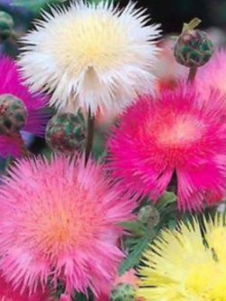 ประไหมสุหรี (Centaurea moshata imperials) / 150 เม็ด