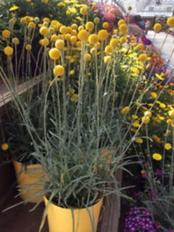 แครสพีเดีย (Craspedia) / 100 เม็ด (China)