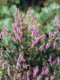 สนคัลลูน่า หรือเฮเธอร์ (Calluna vulgaris / Heather) สีม่วง / 800 เม็ด (Spain)