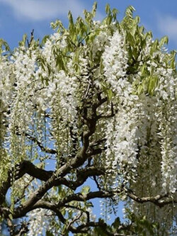 วิสทีเรียญี่ปุ่น วิสทีเรียดอกสีขาว / 5 เม็ด (Malta)