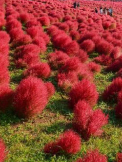 หญ้ากอเชีย (Kochia scoparia - Burning Bush) / 500 เม็ด (France)*