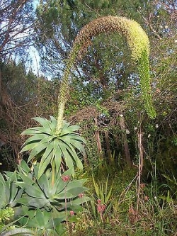 อะกาเว่หางหมาจิ้งจอก (Fox Tail Agave) / 5 เม็ด (UK)