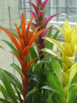สับปะรดสี (Bromeliad) คละ / 20 เม็ด (นอก)