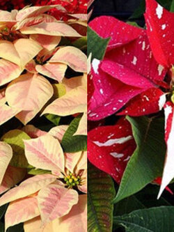 คริสต์มาส (Poinsettia / Euphorbia Pulcherrima) คละ / 50 เม็ด