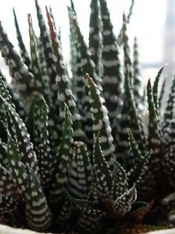 ฮาโวเทีย Haworthia attenuata / 100 เม็ด