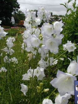 บอลลูน - แอสตร้า ไว้ท์ (Balloon - Astra white) / 25 เม็ด (Hungary)