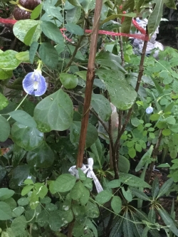 ต้นอัญชัน ดอกสีฟ้าอ่อน กระถาง 6 นิ้ว