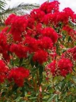 ยูคาลิปตัสแดง (Red Eucalyptus) / 25 เม็ด (Portugal)