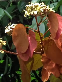 ต้นใบไม้สีทอง หรือย่านดาโอ๊ะ ไม้หายาก กระถาง 8 นิ้ว สูง 40-50 ซ.ม.