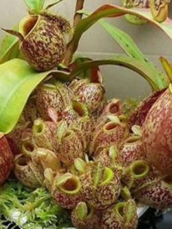 หม้อข้าวหม้อแกงลิง (Nepenthes) / 100 เม็ด
