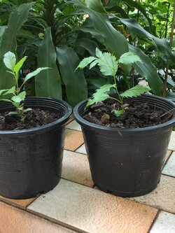 ต้นทองอุไร เพาะเมล็ด กระถาง 6 นิ้ว สูง 15-30 ซ.ม.