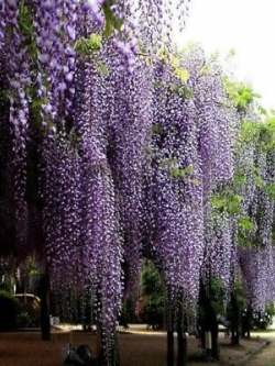 วิสทีเรียต้น (Wisteria tree) สีม่วง / 10 เม็ด