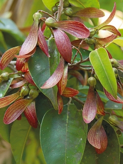 ตะเคียนทอง ตะเคียนหนู / 20 เม็ด (P2S)