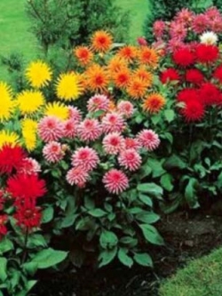 ดาห์เลีย แคคตัส (Dahlia pinnata - Cactus) คละ / 130 เม็ด (UK)*