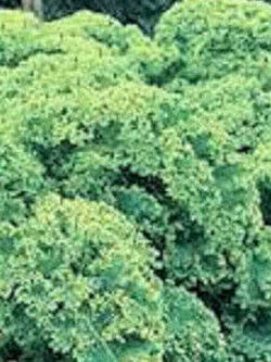 คะน้าเคลใบหยิก (Vate blue curled kale) / 500 เม็ด