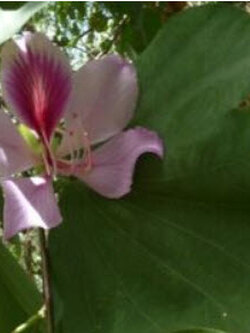 ชงโค ดอกชมพู (Bauhinia Purpurea) / 5 เม็ด (Sri Lanka)
