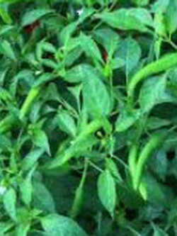 ต้นพริกจินดา สูง 30-50 ซ.ม. / ต้น