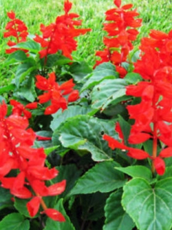 ซัลเวีย (Salvia / Scarlet Sage) สีแดง / ซอง 30 เม็ด (A055 / A009)