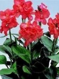 พุทธรักษา ดอกสีแซลมอน (Tropical Salmon) / 5 เม็ด (UK)