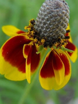 หมวกเม็กซิกัน (Mexican Hat) / 200 เม็ด (UK)