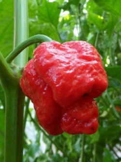 พริก Trinidad Moruga Scorpion / 10 เม็ด (USA)
