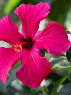 ชบา เท็กซัส สตาร์ (Texas Star Hibiscus) / 5 เม็ด (UK)