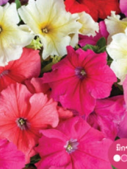 พิทูเนีย อีซี่ เวฟ (Petunia - Easy Wave) คละ / ซอง 30 เม็ด