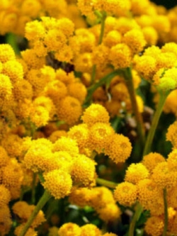 อะเจอราตุ้ม (Ageratum) เหลือง / 850 เม็ด (UK)